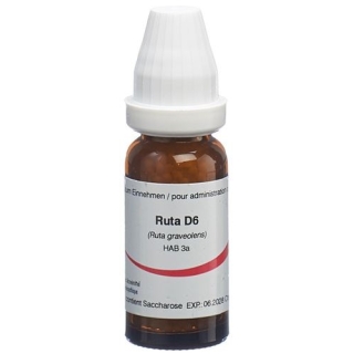 OMIDA RUTA GLOB D 6 2 G