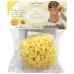 Bellini Sea Sponge Small Bellini Sea Sponge Small